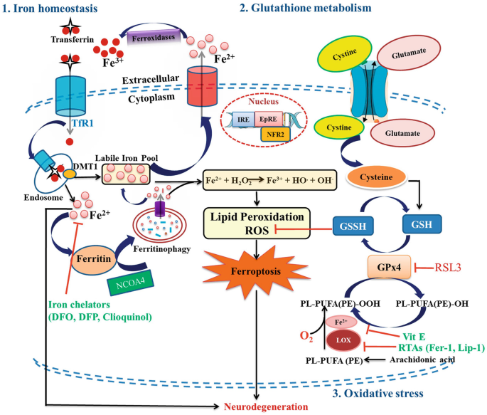 glutathione and iron Targeted serum proteomics of longitudinal samples from newly diagnosed  youth with type 1 diabetes affirms markers of disease | Diabetologia main image 1