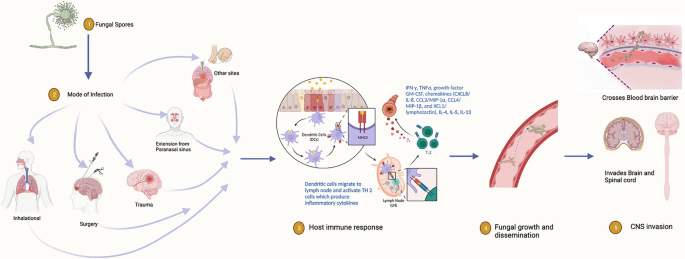 A flowchart of the stages in C N S mold infection. The steps involved are the formation of fungal spores, infection through inhalation, surgery, trauma, and other sites, initiation of host immune response and release of immunomodulators, fungal growth and dissemination, and C N S invasion.