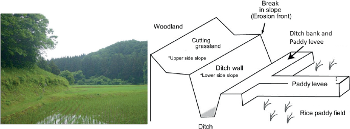 A photograph of an agricultural field and a schematic diagram. The schematic diagram depicts the lower rice paddy fields separated by a paddy levee, the paddy levee is connected to the ditch bank. The ditch separates the ditch bank and ditch wall. The ditch wall links to an elevated cutting grassland.