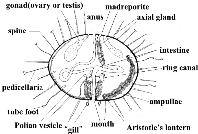 Illustration of Echionoidea has an oval body with labeled parts, anus, madreporite, axial gland, intestine, ring canal, ampullae, Aristotle's lantern, mouth, gill, Polian vesicle, tube foot, pedicellaria, spine, and gonad.