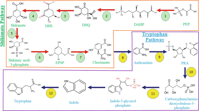 A molecular chain reaction. The top depicts the shikimate pathway from steps 1 to 7, and the bottom depicts the tryptophan pathway from steps 8 to 12. The steps are P E P, D A H P, D H Q, D H S, Shikimate, Shikimate acid - 3 - phosphate, E P S P, Chorismate, Anthranilate, P R A, carboxyphenylamino - deoxyribulose - 5 - phosphate, Indole - 3 - glycerol phosphate, Indole, and tryptophan.