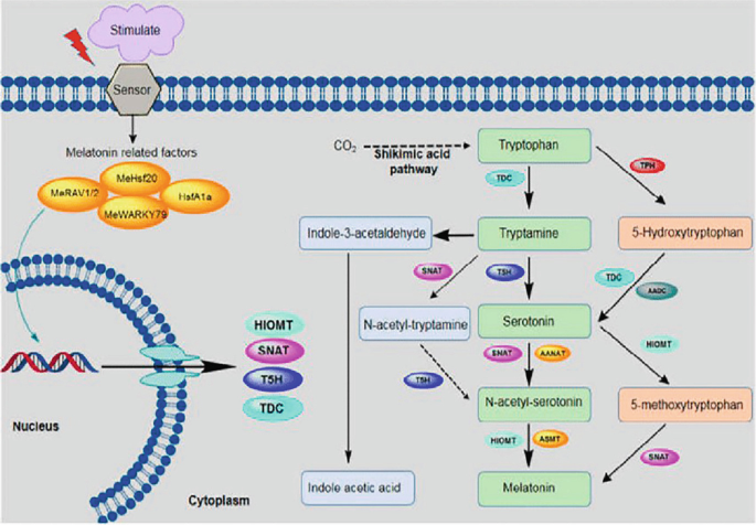 An infographic image depicts the synthesis of melatonin in plants. The reaction is performed in the cytoplasm. It depicts the melatonin-related factors in the nucleus on the bottom left, and a Shikimic acid pathway on the bottom right.