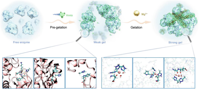 versatile-hydrogels-in-regenerative-medicine-springerlink
