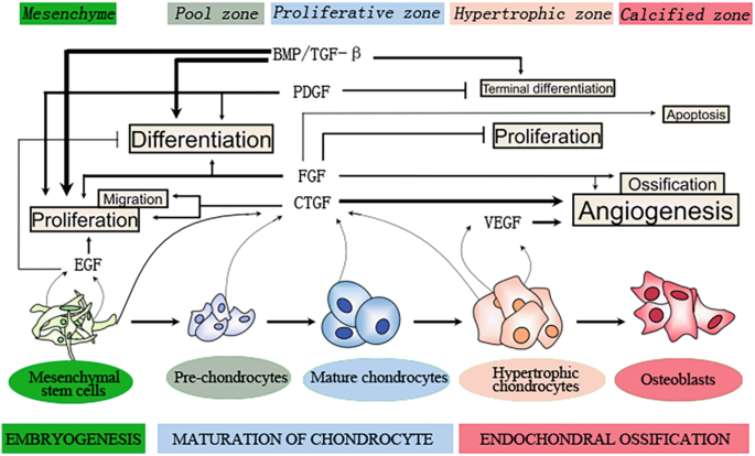 A flowchart depicts the growth factors like T G F-beta in the proliferative zone that influence the development of cartilage tissue. This includes stages such as embryogenesis, the maturation of chondrocytes, and the differentiation into osteoblasts leading to endochondral ossification.