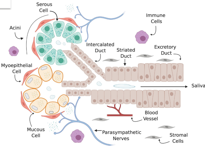 Stem Cell-Based Regeneration of Salivary Glands: From Bench to Clinics ...