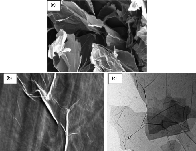 3 micrographs. A exhibits a flaky surface and lots of gaps. B exhibits a branching nerve over a flat surface. C exhibits several nerve-like branches over a flat surface.