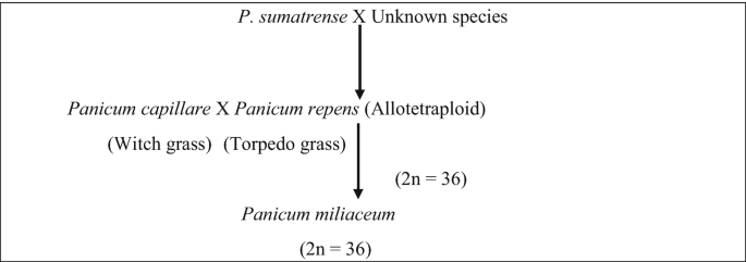 A flowchart illustrates the source of Panicum sumatrense of an unknown species leads to the formation of Panicum capillare crossed with Panicum repens, resulting in Panicum miliaceum, which denotes 2 n = 36.