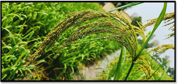 A close-up photo of the millet crop's panicle in the agricultural field.