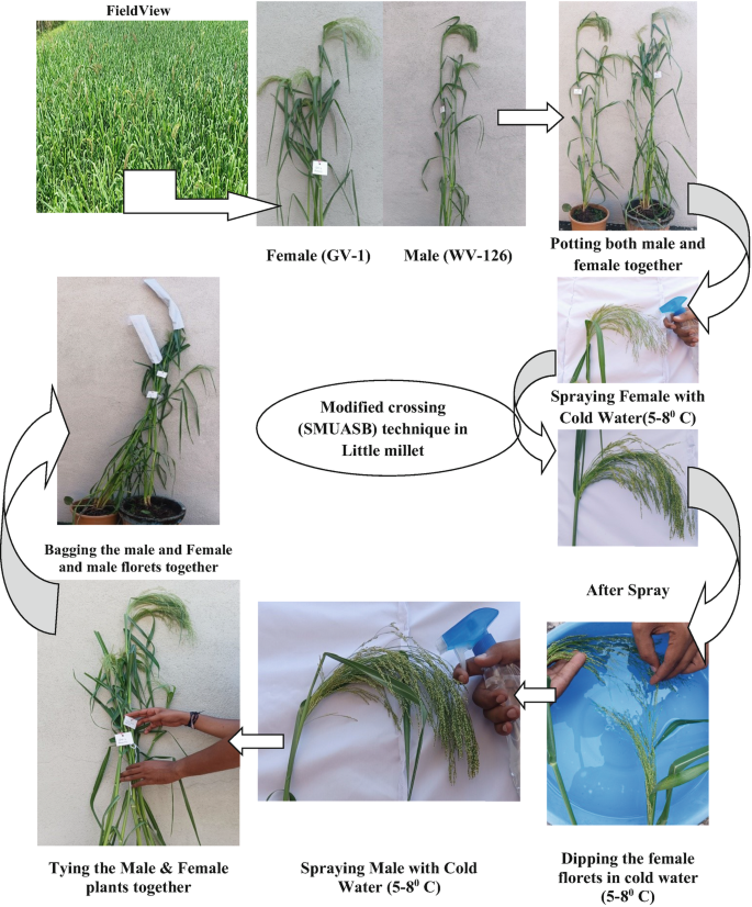 A schematic depicts the modified crossing technique in little millet. Potting of male and female plants together and spraying them with cold water separately. After the spray, the florets are dipped in cold water, and both plants are tied together and bagged with florets.