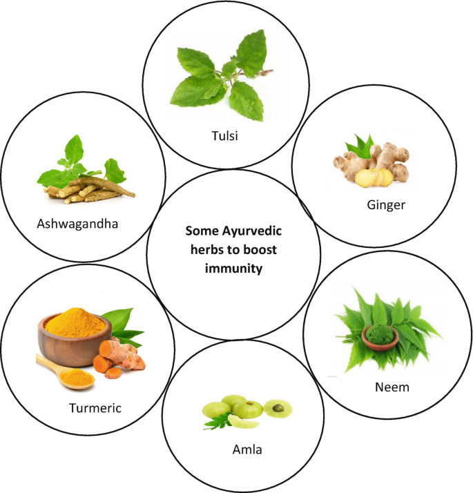 Role of Herbal Medicine in Boosting Immune System | SpringerLink