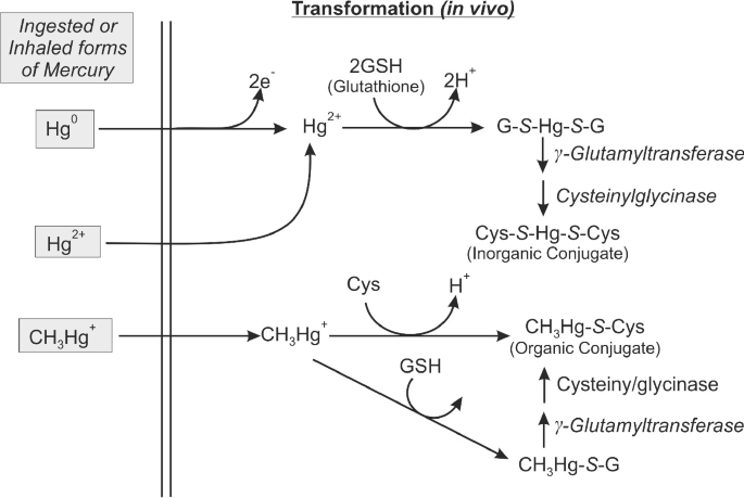 mercury glutathione Impact of Mercury and Its Toxicity on Health and Environment: A General  Perspective