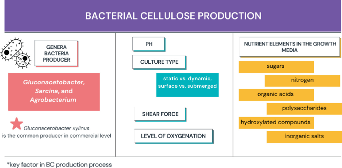 A diagram exhibits the aspects of bacterial cellulose production. It includes genera bacteria producer, p H, culture type, shear force, level of oxygenation, nutrient elements in the growth media, such as sugars, nitrogen, organic acids, polysaccharides, hydroxylated compounds, and inorganic salts.