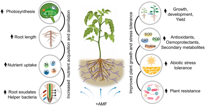 A plant diagram of the A M F with enhanced nutrient acquisition and assimilation exhibits increased photosynthesis, root length, and promotion of root exudates that aid bacteria. Improved plant growth and stress tolerance are manifested by increased growth, development, and plant resistance.