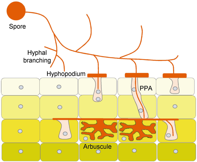 An illustration. A spore with hyphal branching penetrates the inner layer of the plant cell.