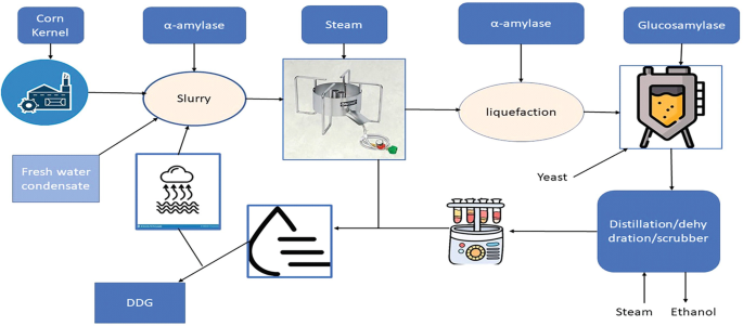 A schematic of the dry mill process. Corn kernels are made into a slurry with alpha-amylase. The slurry undergoes steaming and liquefaction. The liquid undergoes distillation, dehydration, and scrubber in the presence of steam and releases ethanol. The final product formed is D D G.