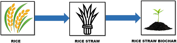 A flow chart. From left to right it has rice, rice straw, and rice straw biochar.