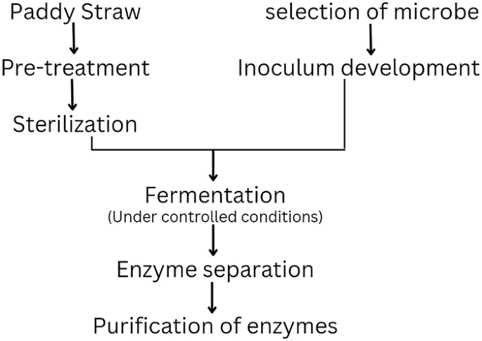 A 6-step flow diagram of paddy straw fermentation. Paddy straw is pre-treated, sterilized, the microbe selected, and the inoculum developed. It is followed by fermentation under controlled conditions, enzyme preparation, and its purification, in order.