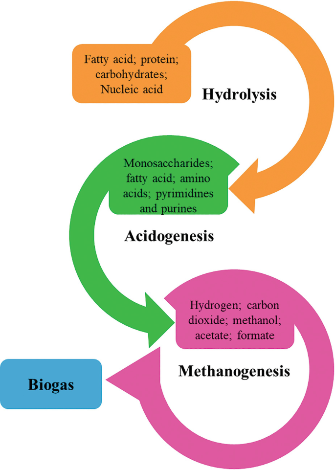 A flow diagram of the biogas production. The steps are 1. Hydrolysis of fatty acid, protein, carbohydrates, and nucleic acid gives monosaccharides, fatty acid, amino acids, pyrimidines and purines. 2. Acidogenesis gives hydrogen, carbon dioxide, methanol, acetate, formate. 3. Methanogenesis gives biogas.