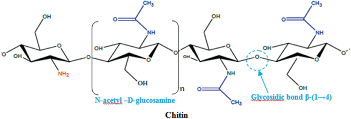 A chemical structure of chitin is composed of a repeating unit of N-acetyl-D-glucosamine and glycosidic bond beta 1 to 4 structures. The repeating unit has a chair confirmation of a 6-carbon ring with amino, O, OH, and amine groups.