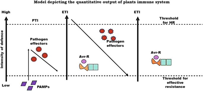 Role of Effectors in PlantPathogen Interactions | Springer Nature Link