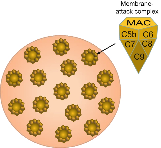 The Complement System | SpringerLink