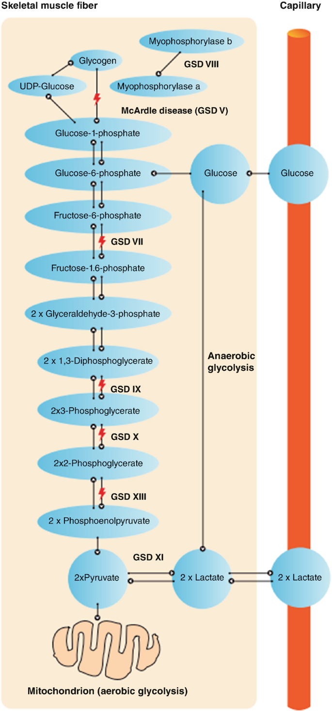 Liver | SpringerLink