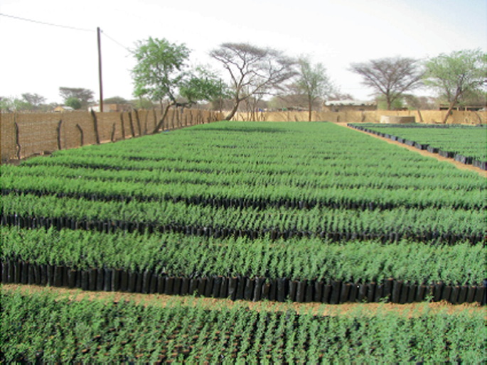 A photograph of a nursery ground. Rows of saplings are arranged within the compound.