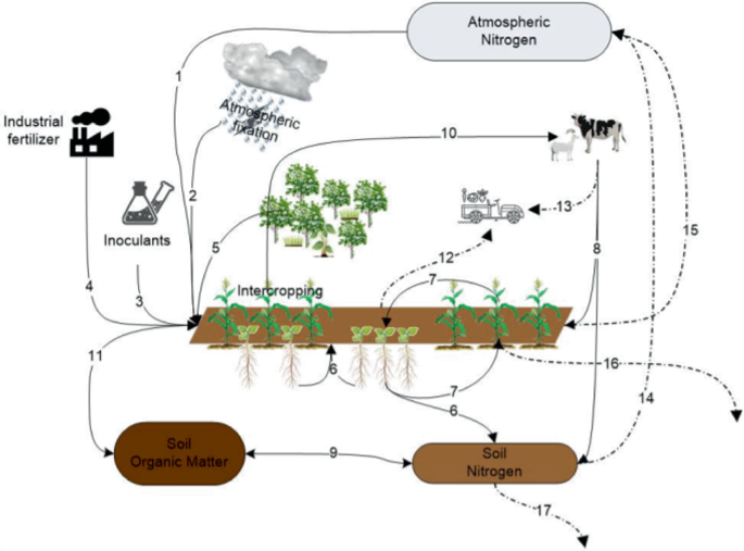A schematic of the flow of nitrogen in a smallholder farming system. It includes atmospheric nitrogen, atmospheric fixation, industrial fertilizer, inoculants, intercropping, cattle, and vehicles. It leads to soil organic matter and soil nitrogen.