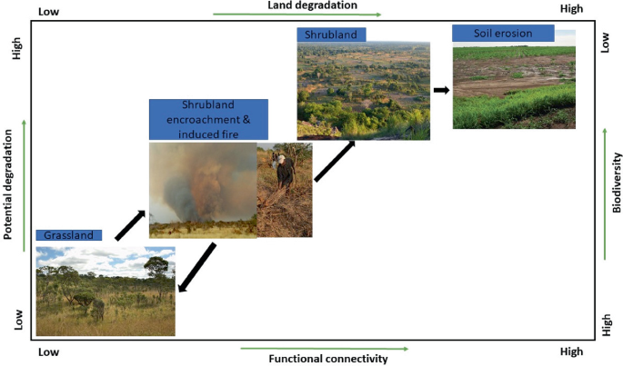 A flow chart of photographs for land degradation from low to high. The vertical axes are potential degradation and biodiversity. The horizontal axes are functional connectivity and land degradation. The flow is grassland, shrubland encroachment and induced fire, shrubland, and soil erosion.
