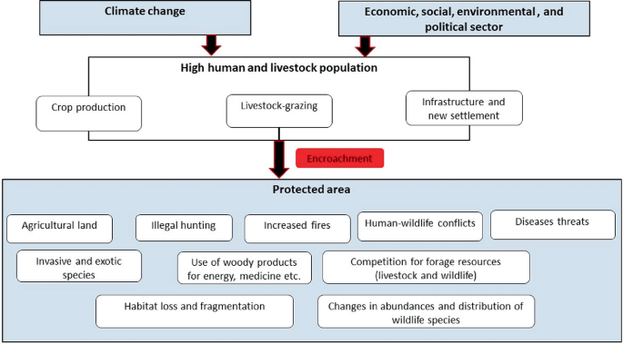 A block diagram. Climate change and economic, social, environment, and political sector leads to high human and livestock population that has crop production, livestock grazing, and infrastructure and new settlement. It further leads to encroachment of protected area that include a few elements.