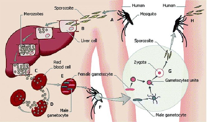 figure 12_2_116831_1_En