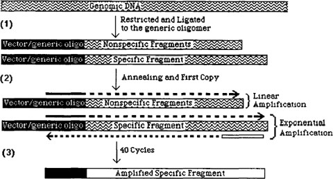 Single Specific Primer-Polymerase Chain Reaction (SSP-PCR) and Genome  Walking | SpringerLink