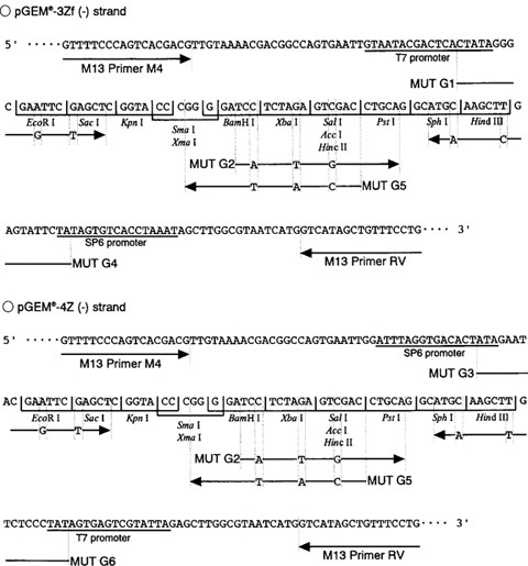 Site-Directed Mutagenesis with LA-PCR™ Technology | SpringerLink