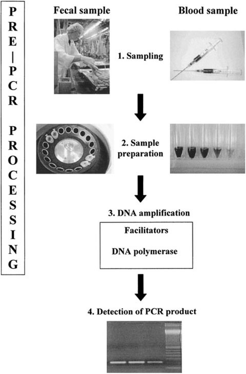 Pre-PCR Processing of Samples | SpringerLink