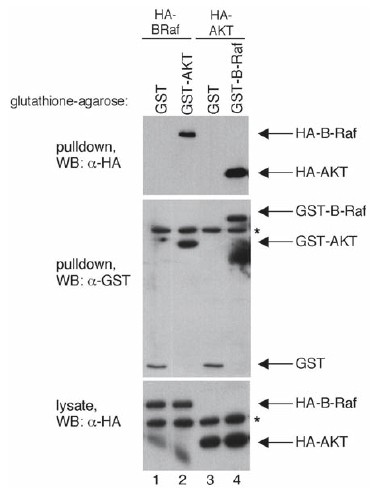 Glutathione-S-Transferase-Fusion Based Assays for Studying Protein-Protein Interactions | Springer Nature Link Glutathione-S-Transferase-Fusion Based Assays for Studying Protein-Protein Interactions | Springer Nature Link