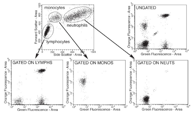 Pushing the limits by 'equal opportunity' design - CytoBuoy flow cytometry  solutions