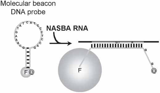 Nucleic Acid Sequence-Based Amplification, a New Method for Analysis of  Spliced and Unspliced Epstein-Barr Virus Latent Transcripts, and Its  Comparison with Reverse Transcriptase PCR