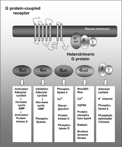Heterotrimeric G Proteins and Disease | SpringerLink