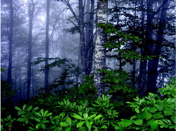 Explore Rare Species Of Animals In Boreal Forest – Unique Nature