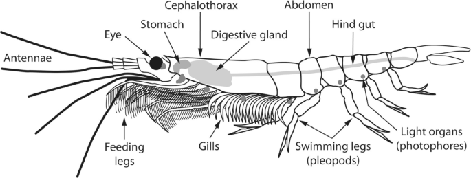 Oceans of Krill | SpringerLink