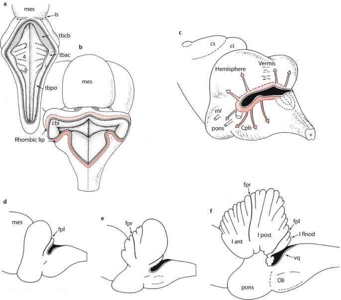 The Cerebellum | Springer Nature Link