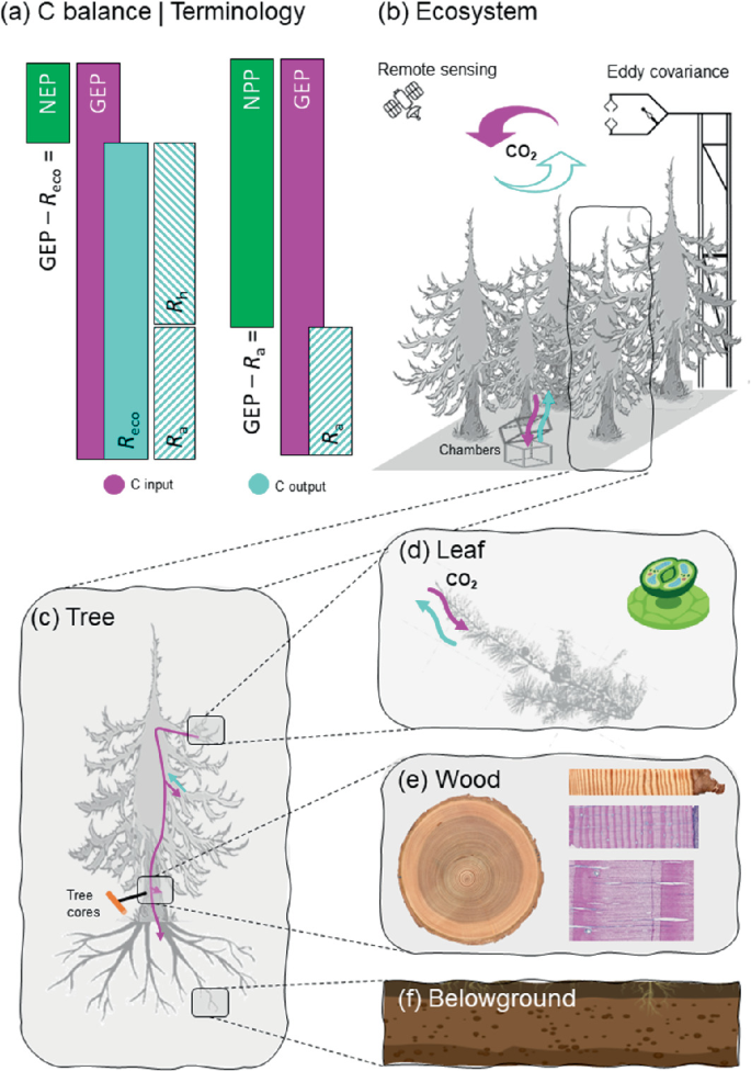 A Circumpolar Perspective on the Contribution of Trees to the Boreal ...