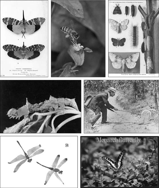 Entomodeltiology | Springer Nature Link
