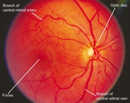 Eye Anatomy, Retina Specialists Orlando