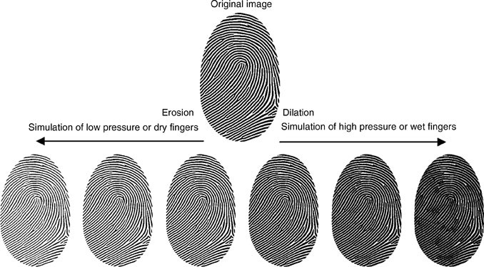 Fingerprint Sample Synthesis | SpringerLink