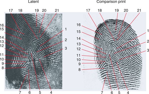 Fingerprint Matching, Manual | SpringerLink