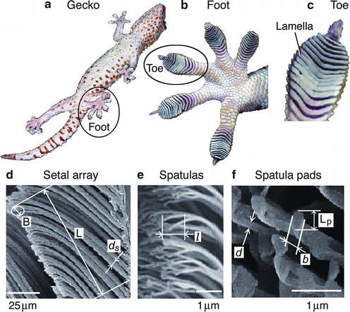 Hierarchical structures of a gecko's adhesive pad: (a–f) structures