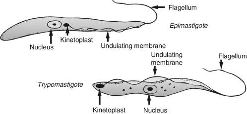 Rodent Trypanosomiasis: A Comparison Between Trypanosoma lewisi and  Trypanosoma musculi | SpringerLink
