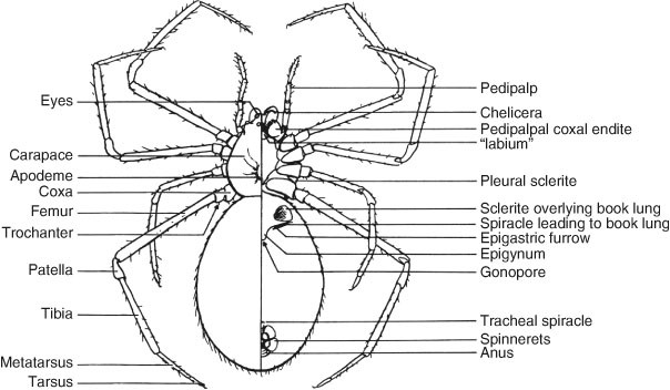 Spiders (Arachnida: Araneae) | SpringerLink