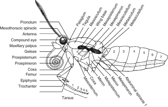 Thorax of Hexapods | SpringerLink